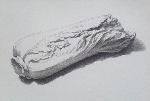 素描入門：單個物體白菜的素描畫法教程(4)