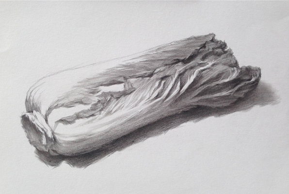 素描入門：單個物體白菜的素描畫法教程(5)