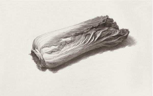 素描入門：單個物體白菜的素描畫法教程(6)