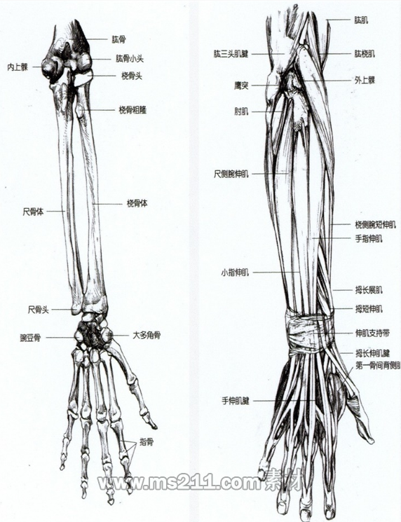 速寫人物手部解析-<a  data-cke-saved-href=http://www.51meishu.com/ href=http://www.51meishu.com/ target=_blank class=infotextkey>51美術(shù)網(wǎng)</a>