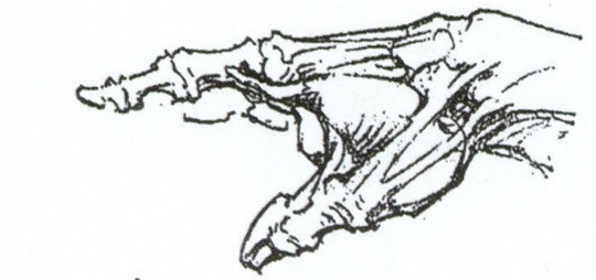 速寫人物手部解析-51美術(shù)網(wǎng)