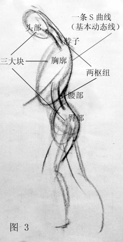 人體結(jié)構(gòu)