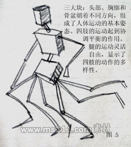 人體結(jié)構(gòu)