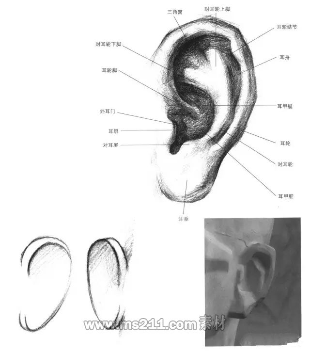 素描頭像-耳朵