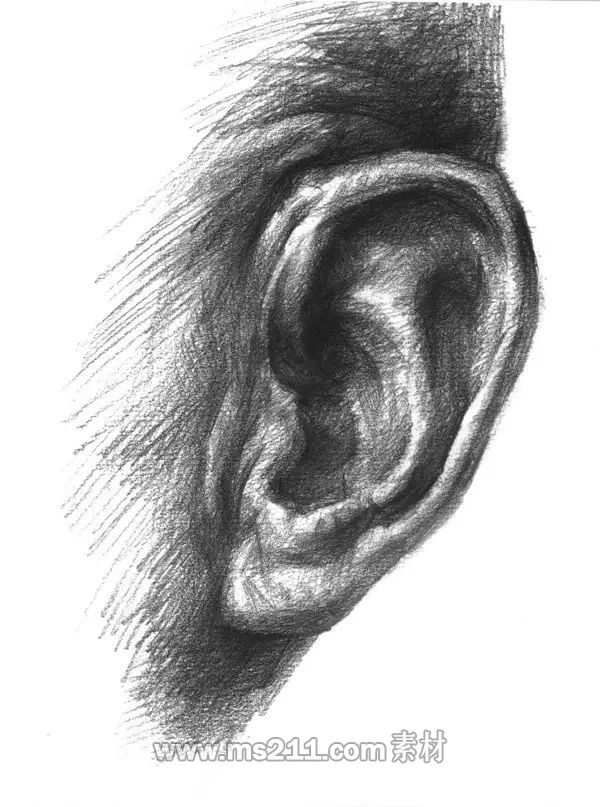 素描頭像-耳朵