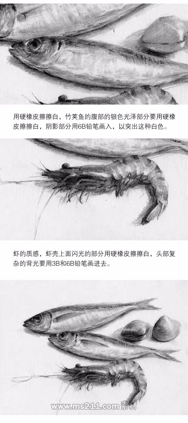 素描靜物：魚貝類物體的質感表現_03.jpg