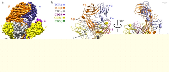 TCR-CD3復(fù)合物的整體結(jié)構(gòu)圖。哈爾濱工業(yè)大學(xué)供圖